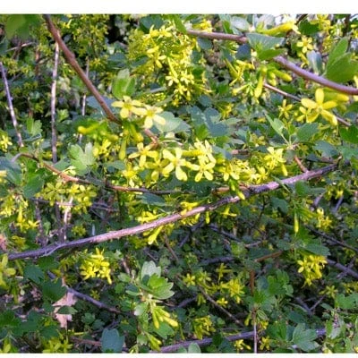 Black Topaz⢠Currant