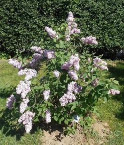 Belle De Nancy Lilac