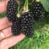 Big Daddy Blackberry