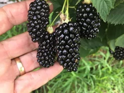 Big Daddy Blackberry