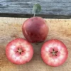 Almata Apple