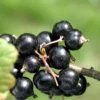 Laxton's Giant Black Currant
