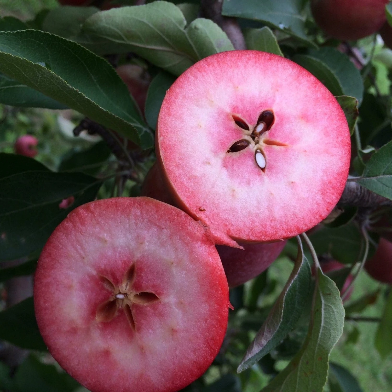 Unbeatable Urban Apple Bundle (3 Trees) - Image 2