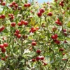 Red Azarole Hawthorn