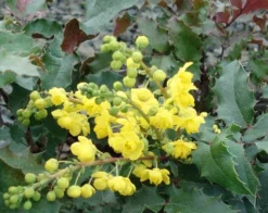 Tall Oregon Grape Holly