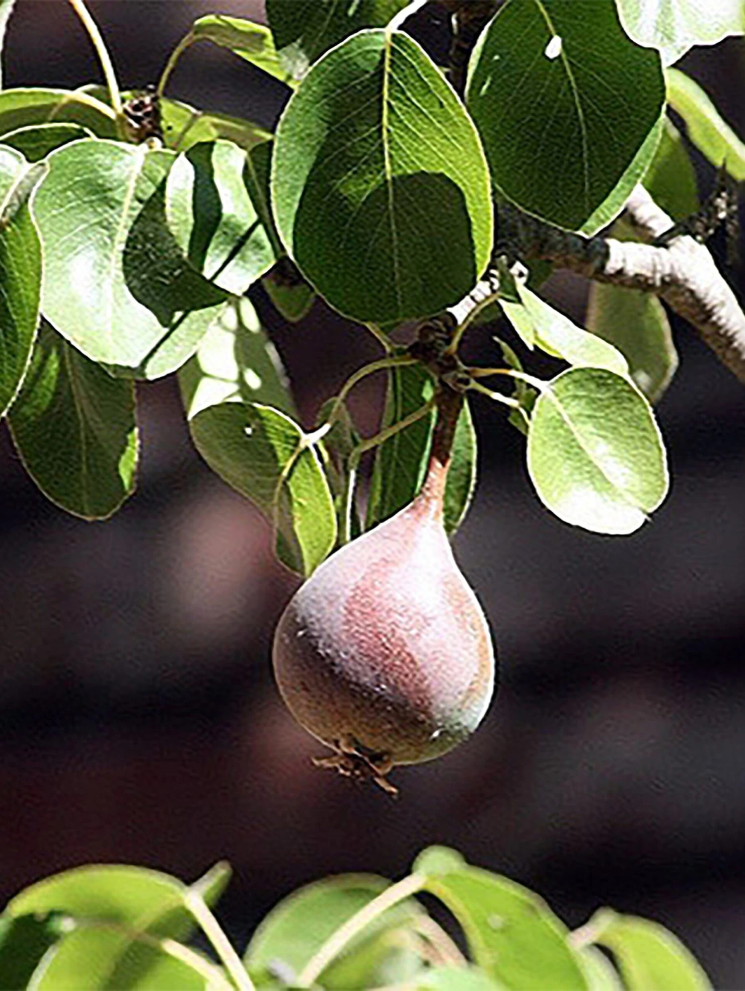 Moonglow Pear - Image 3