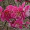 Roseglow Flowering Apricot