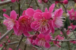Roseglow Flowering Apricot