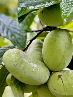 Tallahatchie® Paw Paw