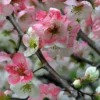 Toyo Nishiki Flowering Quince