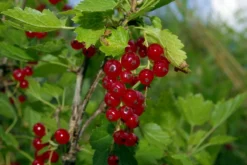 Viking Red Currant