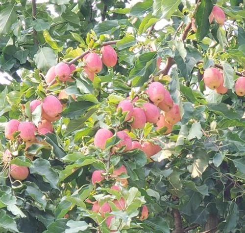 Centennial Crabapple - Image 2