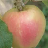 Mott's Pink Apple