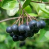 Viking Aronia