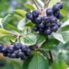 Raintree Select Aronia