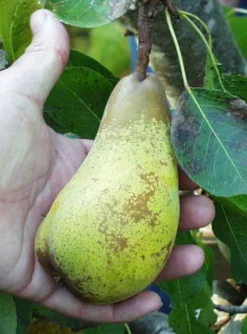 Atlantic Queen European Pear