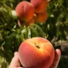 Avalon Pride Peach