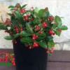 Berry Cascade ™ Wintergreen