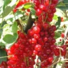 Rovada Red Currant