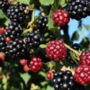 Arapaho Thornless Blackberry