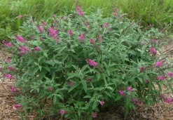 Alpha Miss Ruby Buddleia
