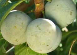 Bavay Gage European Plum