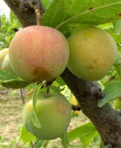 Cambridge Gage European Plum