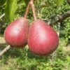 Cascade European Pear