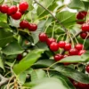 Combination Dwarf Cherry Tree (2 Varieties)