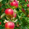 Combo Heritage Apple (5 Varieties)