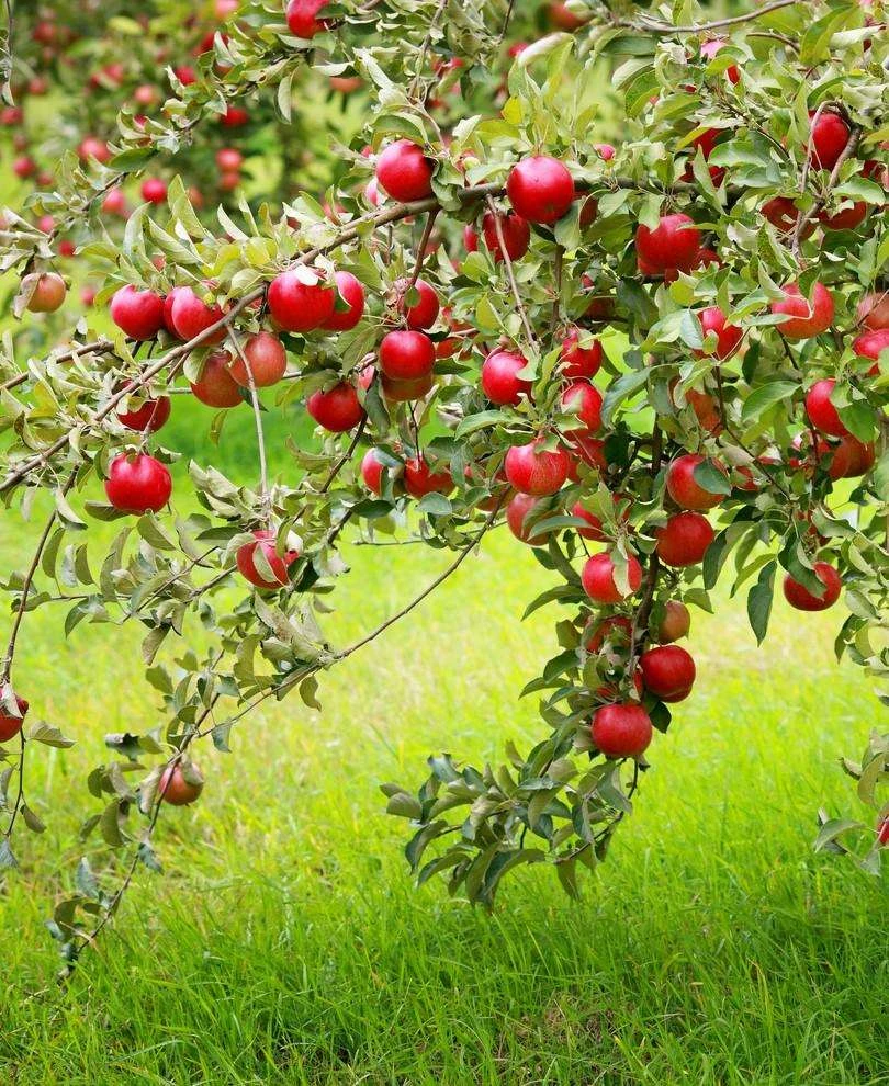 Combo Disease-Resistant Apple (5 Varieties)