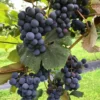 Concord Grape