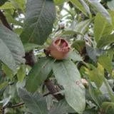 Marron™ Medlar