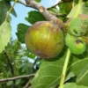 Dauphine Fig