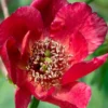 Paeonia Delavayi