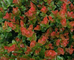 Scarlet Ovation Huckleberry