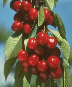 Vandalay Cherry