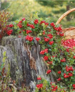 Erntesegen Lingonberry