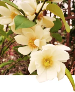 Michelia Doltsopa "Fairy Cream"