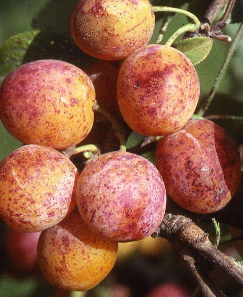 Combo Mirabelle Plum (3 Varieties)