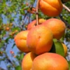 Harglow Apricot