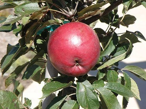 Arkansas Black Apple