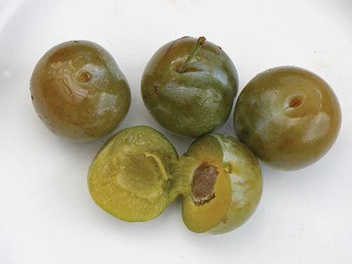 Reine Claude Doree European Plum