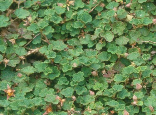 Emerald Carpet Raspberry - Image 2
