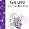 Great Grapes