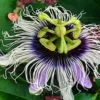 Possum Purple Passiflora