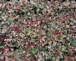 Winter Splash™ Wintergreen