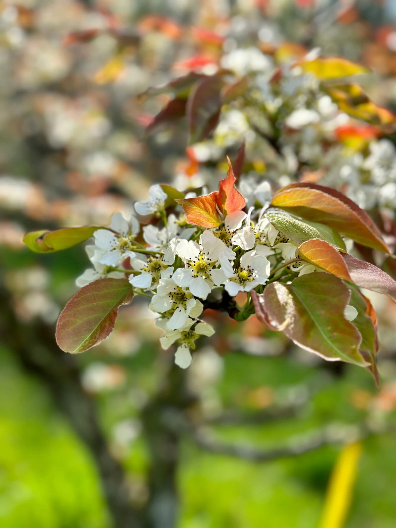 Shinsui Asian Pear - Image 2