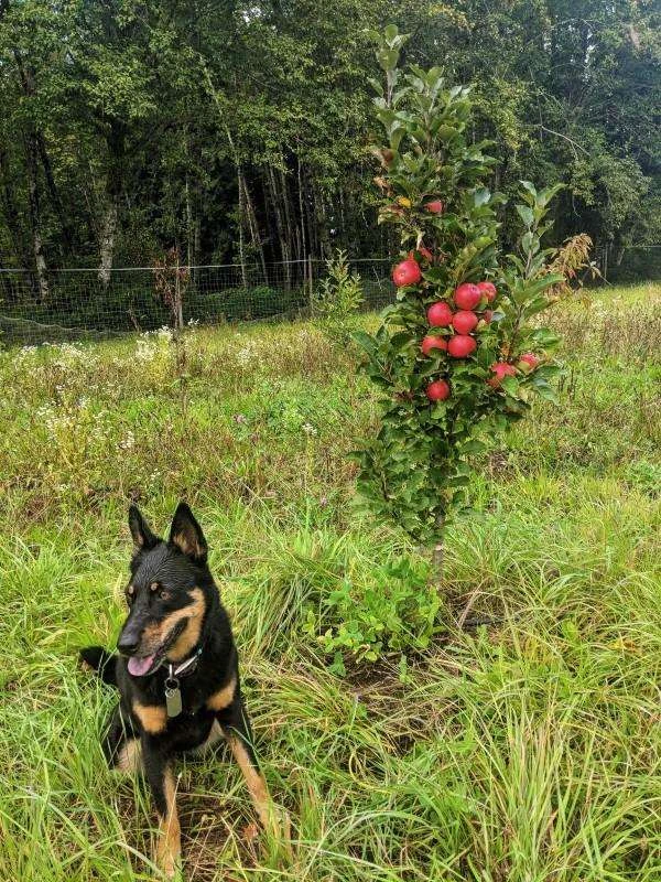Scarlet Sentinel Columnar Apple - Image 2