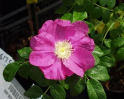 Jubilee Rosa Rugosa